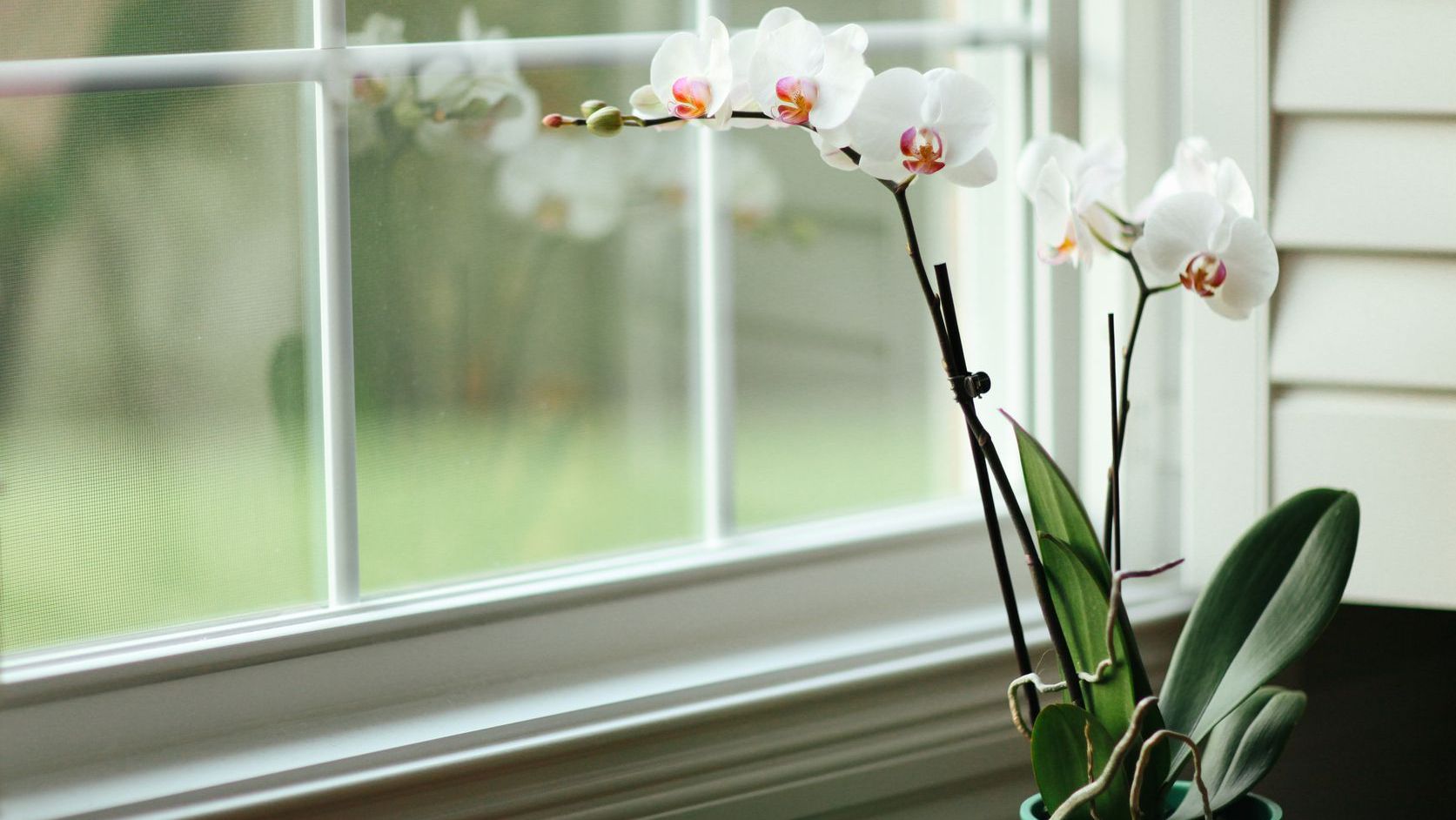Уход за комнатными растениями: орхидея